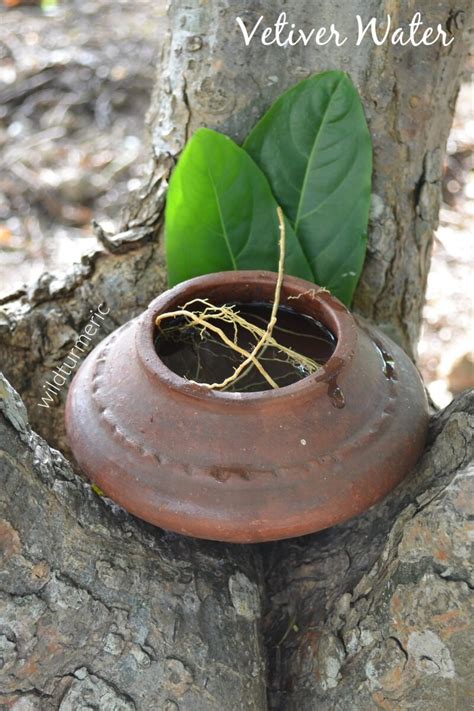 Discover the Amazing Benefits of Vetiver for Skin, Hair & Health ...