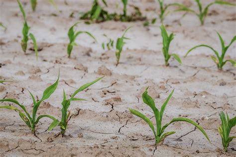 Wysychamy Niedobory wody sięgają 40 procent obszarów rolnych i leśnych