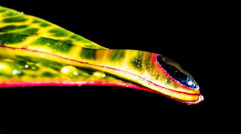 Free Images Leaf Flower Drip Close Up Drop Of Water Macro