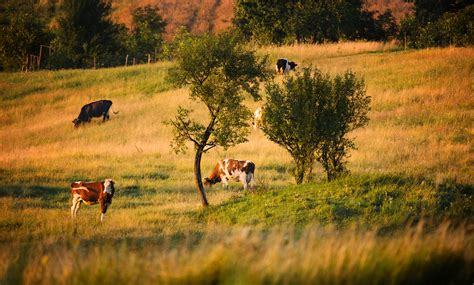 Pasture Ivan Nikolaichuk Flickr