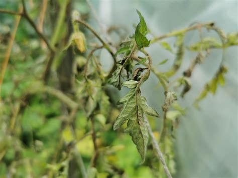 Zaraza Ziemniaka Na Pomidorach Love Natura Kochamy To Co Naturalne