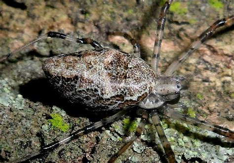 African Hermit Spider In November 2016 By Kel INaturalist