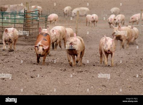 Domestic Pigs Running In Pig Enclosure On Pig Farm In Suffolk April