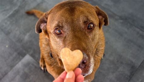 Educazione del cane con rinforzo positivo cos è e perché è importante