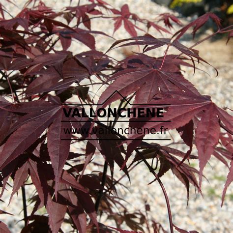 Acer Palmatum Bloodgood Rable Du Japon Rouge