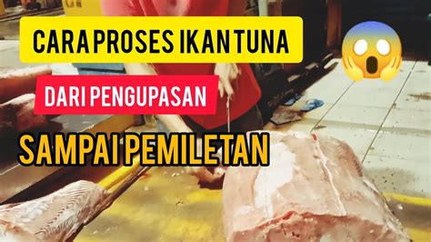 Cara Peroses Ikan Cucut Tuna Putih PASAR IKAN MODERN YouTube