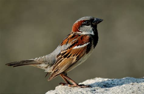 Birds That Look Like Sparrows Inc Awesome Photos