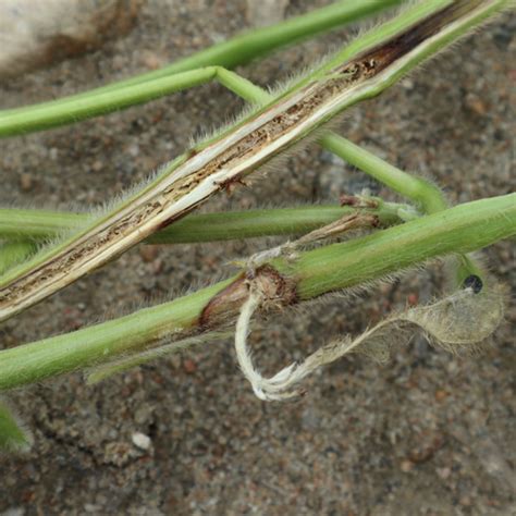 White Mould In Soybeans Conventional Syngenta Canada