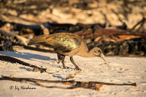 Hadeda Ibis – Nature on the Edge