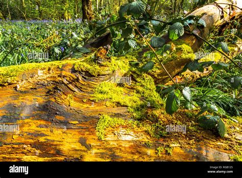 Moss Growing On The Log Of A Felled Tree In A Wood In The Baggeridge