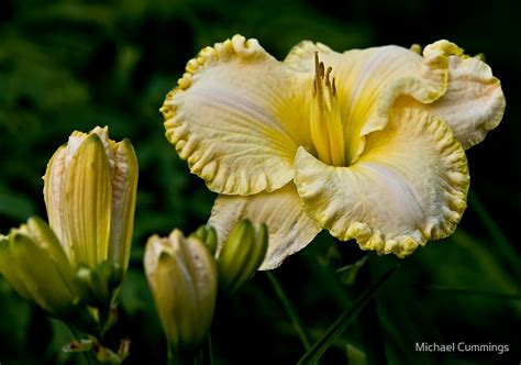 First Knight Daylily By Michael Cummings Redbubble