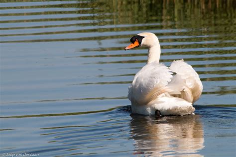 Mute Swan Knobbelzwaan Mute Swan Knobbelzwaan Cygnus Olor Flickr