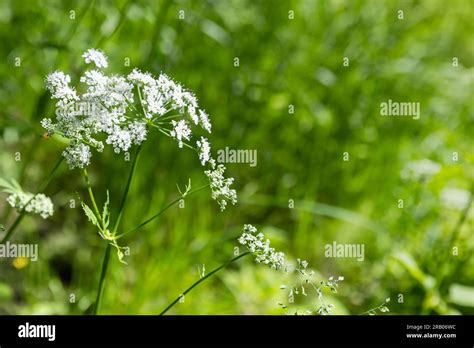 Blooming Aegopodium Podagraria Commonly Called Ground Elder Is A