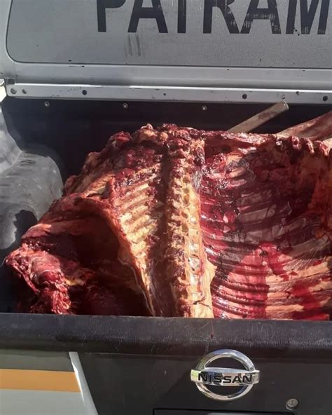 Quase Meia Tonelada De Carne De Cavalo Apreendida Em Abatedouro