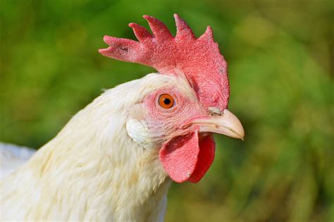 Kostenloses Foto Huhn Henne Geflügel Federvieh Kostenloses Bild