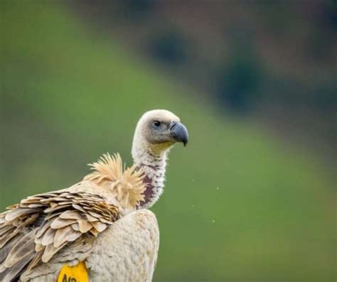 African Birds Of Prey Masters Of The Skies