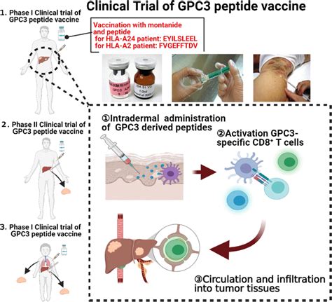 Scheme Of Our Peptide Vaccine Trial Targeting Gpc3 Pictures Show A Download Scientific Diagram