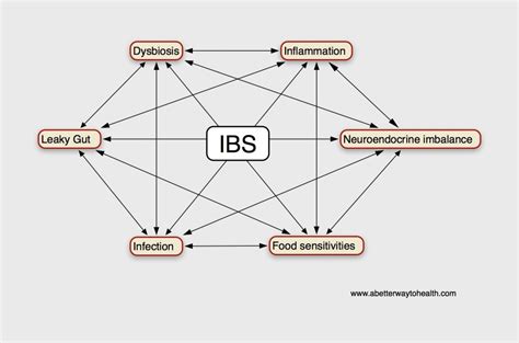 The Neuroendocrine System Of The Gut And The Brain Gut Axis Gut Brain