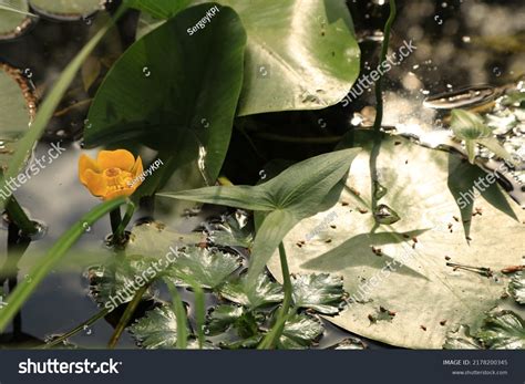 Yellow Water Lily River Stock Photo 2178200345 Shutterstock