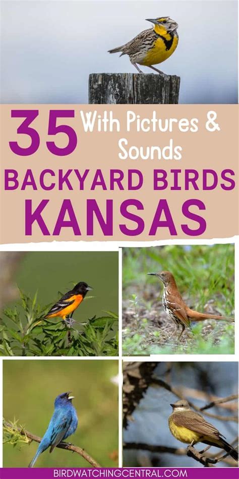 35 Common Backyard Birds In Kansas With Pictures Birdwatching Central