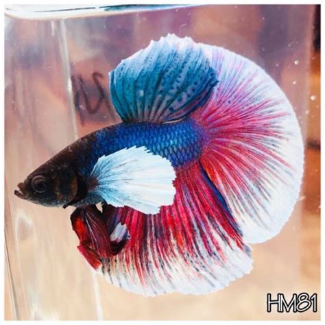 Rainbow Dumbo Elephant Ear” Halfmoon Male Live Betta Fish Betta Fish