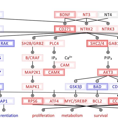 Overrepresentation Of The E2F Transcription Factor Responsive Pathways