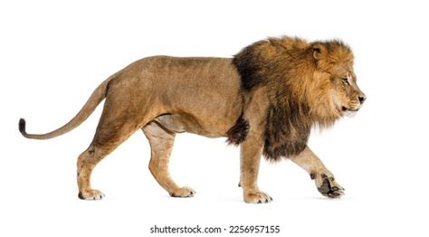 Side View Male Adult Lion Walking Stock Photo 2256957155 | Shutterstock