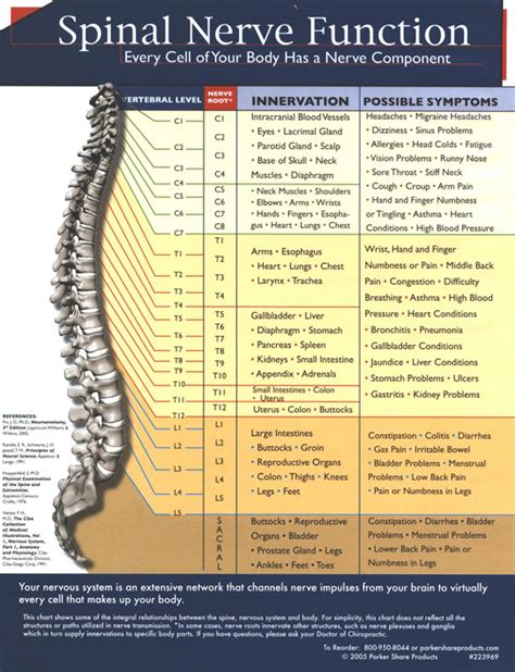 Spinal Nerve Function – Coberly Chiropractic, Inc.