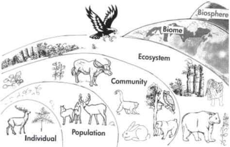 Ecosystem Structure Functions And Components Rajras Ras Exam