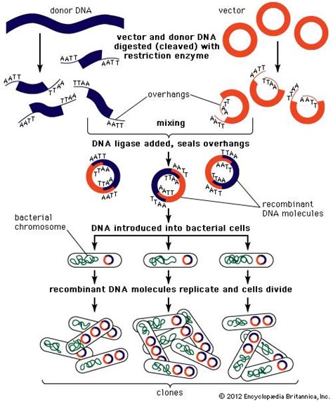 Genetic Engineering Recombinant Dna