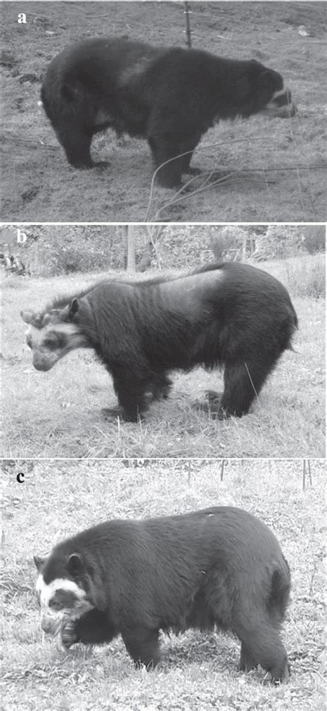 TREATMENT SUCCESS IN THREE ANDEAN BEARS (TREMARCTOS ORNATUS) WITH ...