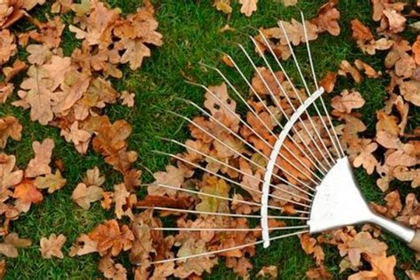 Листовой перегной, приготовление и использование - AgroFlora.ru