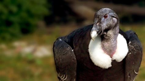 Condor Dos Andes Maior Ave Voadora E S Mbolo Das Culturas Andinas