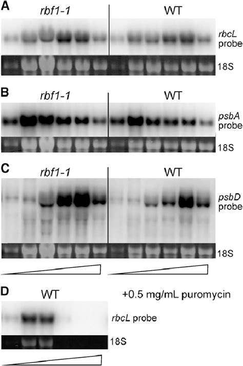 Polysome loading of selected plastid mRNAs in the wild type (WT) and... | Download Scientific ...