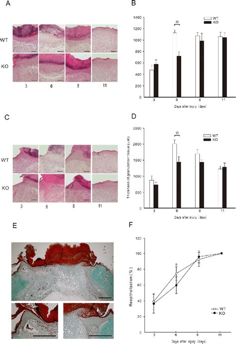 Histological Observation Of The Wounds A D Histological Observation