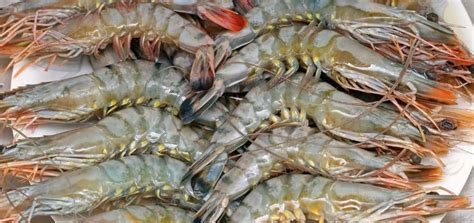 Diferencias Entre Langostinos Gambas Y Gambones Compesca