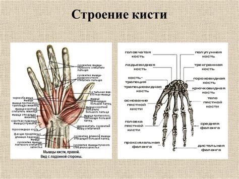 Строение кисть руки Строение пальцев руки человека с названиями