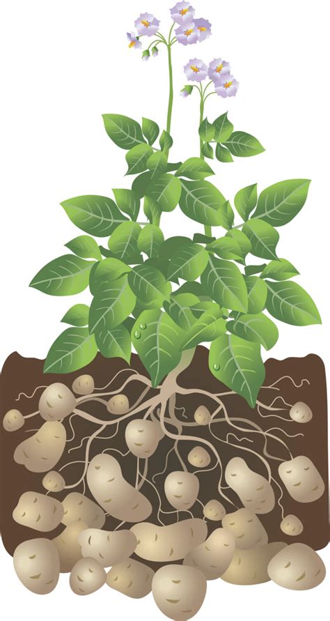 √70以上 potatoes growing underground 192360-Picture of potatoes growing underground