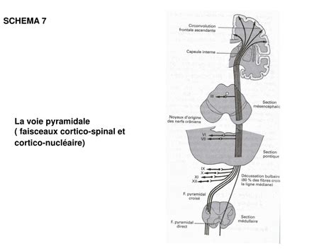 Ppt Anatomie Et S Miologie En Neurologie Powerpoint Presentation