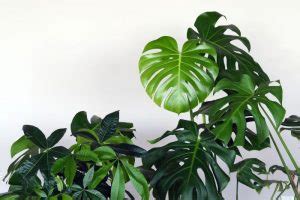 Great Ways To Increase Humidity For Indoor Plants Smart Garden Guide