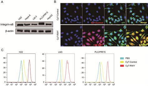 Integrin α6 Targeted Near Infrared Fluorescent Imaging and