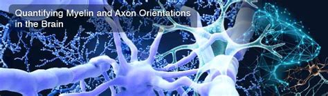 Quantifying Myelin and Axon Orientations in the Brain | Small Angle X ...