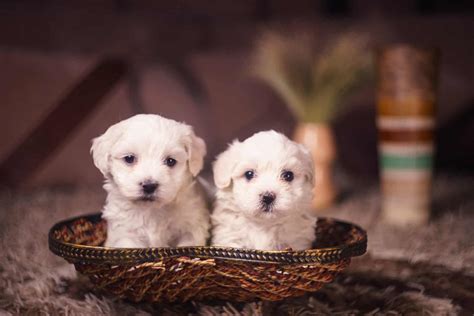 Free Puppies In Your Area For Adoption: 13 Ways To Find A Free Pet