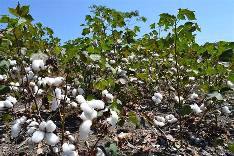 FAO Colombia On Twitter Hoy En Ovejas Sucre El MinAgricultura