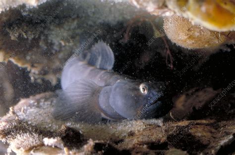 Naked Goby Guarding Eggs Stock Image C012 8760 Science Photo Library
