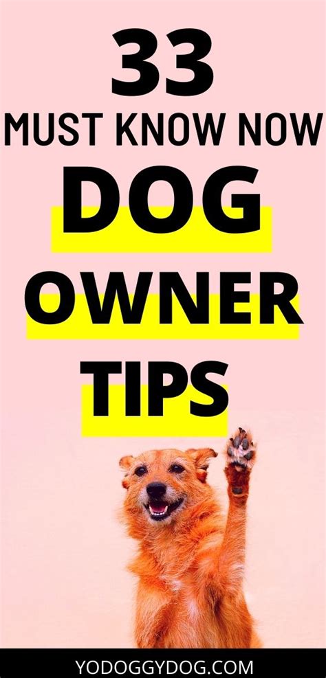 33 First Time Dog Owner Tips Every Dog Owner Should Know | YoCanine