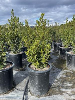 johns western tree plant  laurus nobilis saratoga multi
