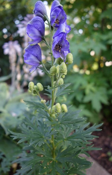 Monkshood Toxic Poisonous Plant - Free photo on Pixabay