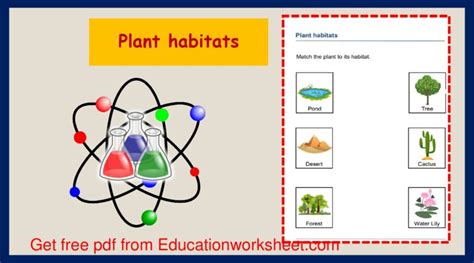 Wetland Plants Worksheets Education Worksheet