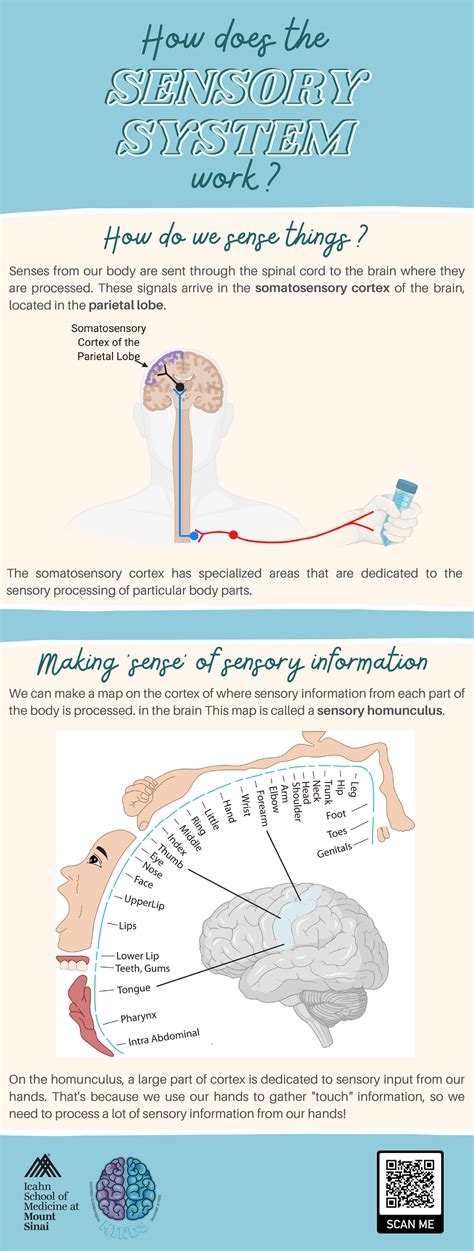 The Sensory System — MiNDS